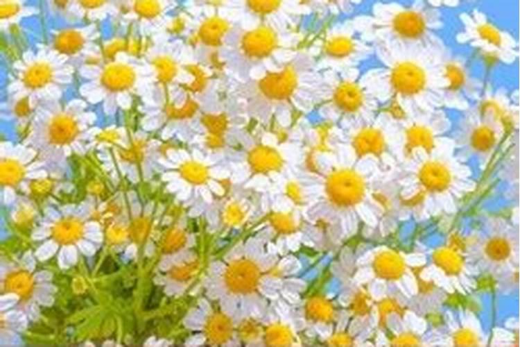 雏菊在水里怎么养？