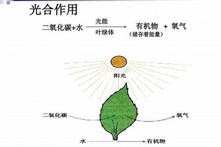 钾肥对果树花芽分化的作用