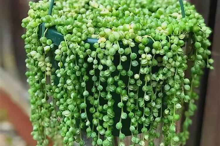 种植生姜需要培土几次