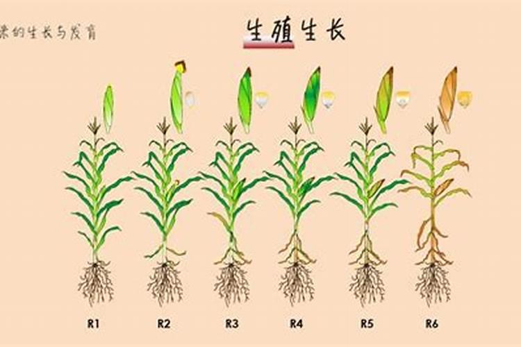 玉米灌浆期是什么时候肥