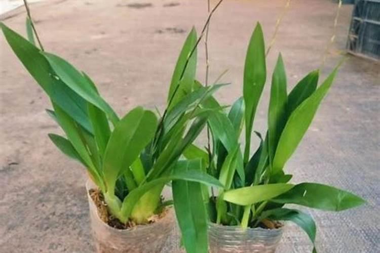 西瓜种植底肥用什么肥？