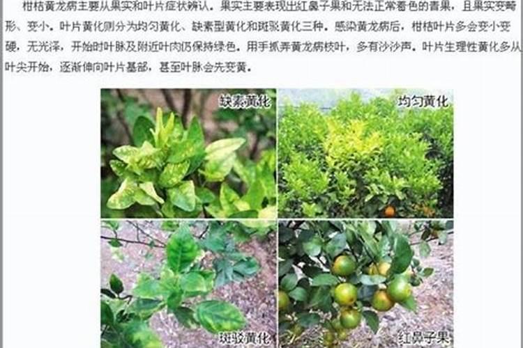 金秋砂糖桔裂皮病要提早预防？陶然农业种植管理方案