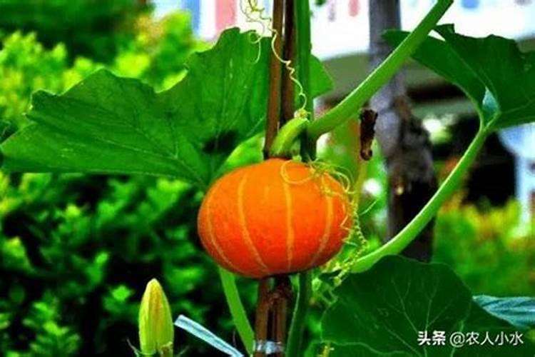 南瓜施肥用什么肥料