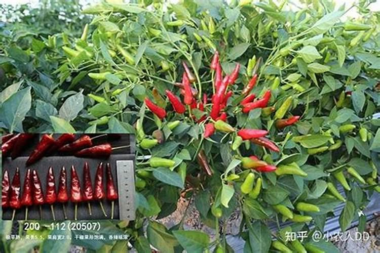 辣椒移栽后多久可以施肥