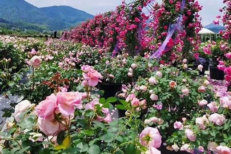 月季花施肥方法 怎样给月季花施肥