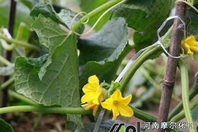 种过南瓜的种打瓜如何