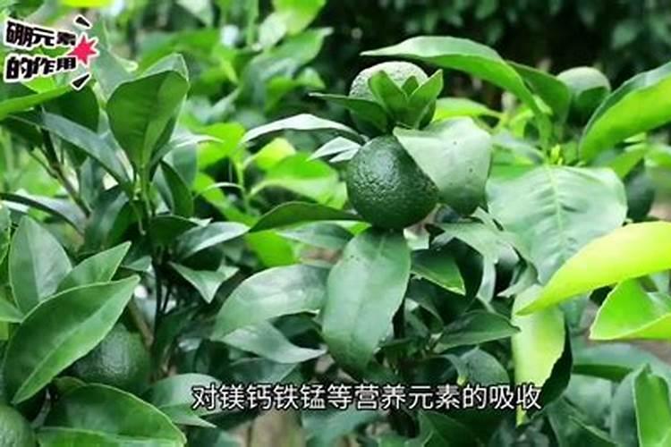 草莓施肥用什么肥料好