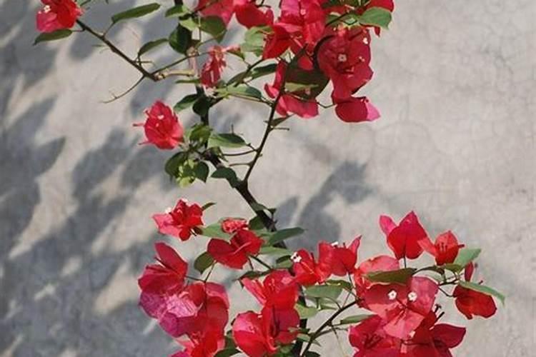 百年杜鹃花开千朵15年三角梅8层楼高你是怎么养的？