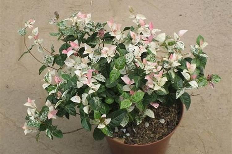 花叶络石的叶子耷拉(花叶络石叶子掉光还能活吗)