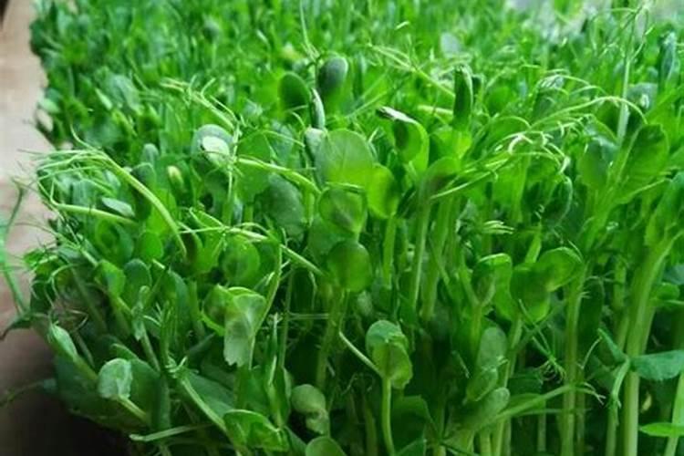 青菜种下去以后具体怎么施肥呢