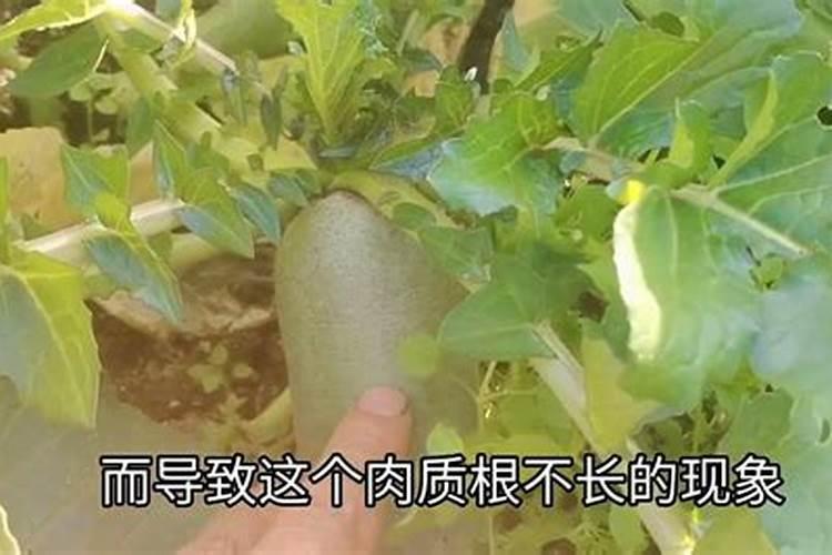 心里美萝卜怎样施肥