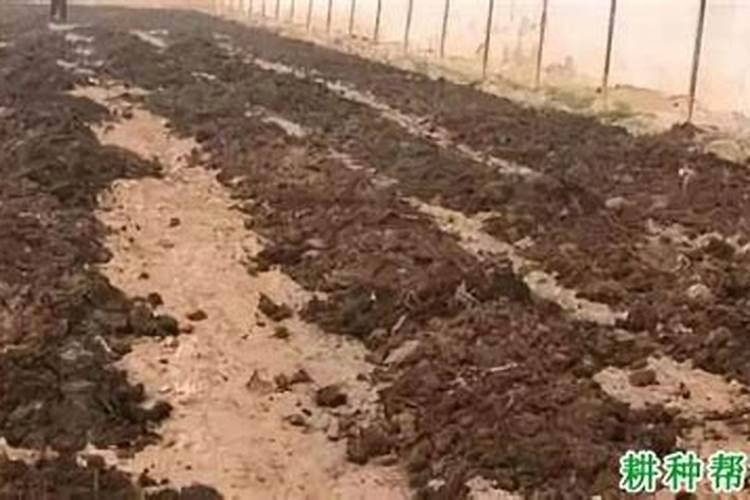 施用有机肥料能不能促进光合作用提高农作物的产量