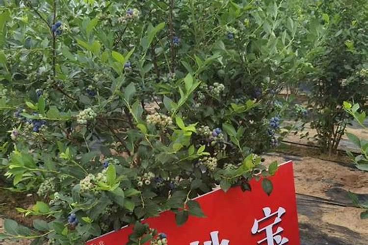 效果好的水溶肥是哪家
