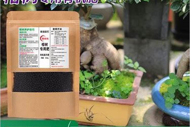 榕树的追肥用什么肥料好