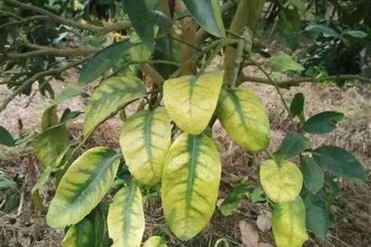 农作物在种植过程中,缺少元素的症状有哪些？