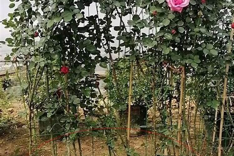 月季花不长叶子怎么办 不长新叶处理方法