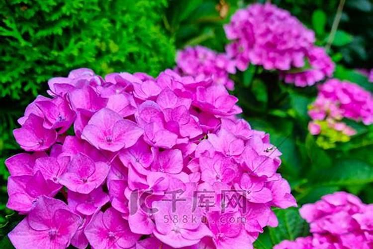 绣球花苞期间如何养护