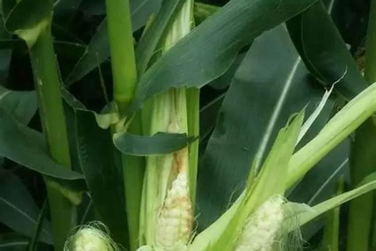 鱼蛋白肥料和鱼豆蛋白的区别