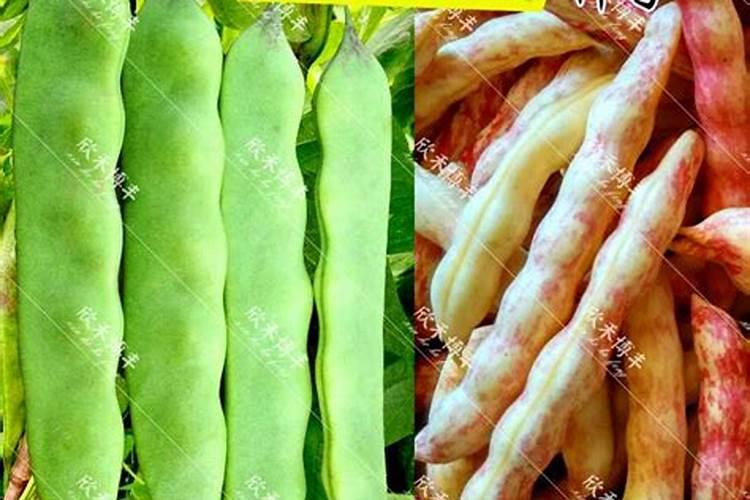油莎豆最佳几月份种植？