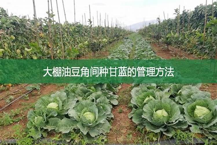 现在可以种什么农作物？
