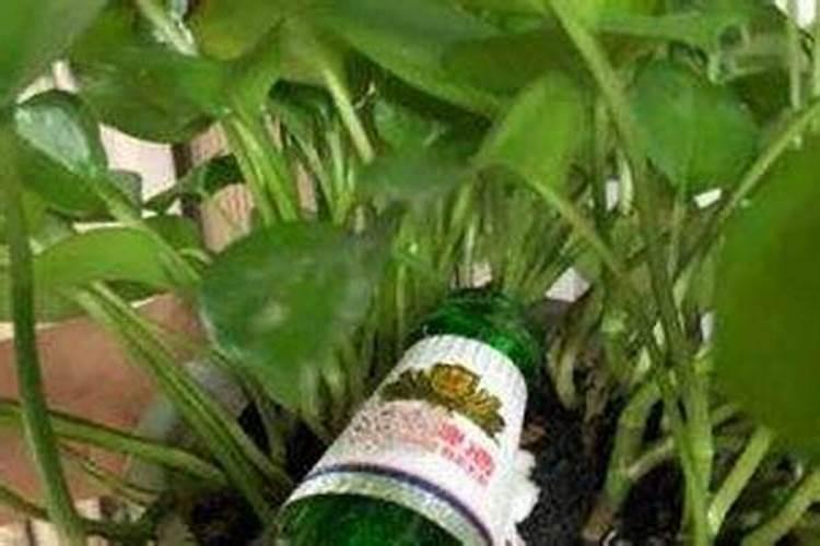 这个季节柳树怎么养