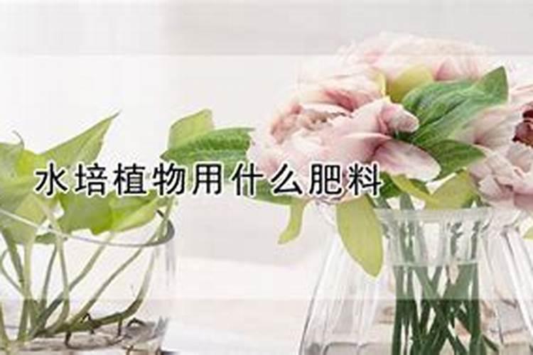 水里养花放什么肥料