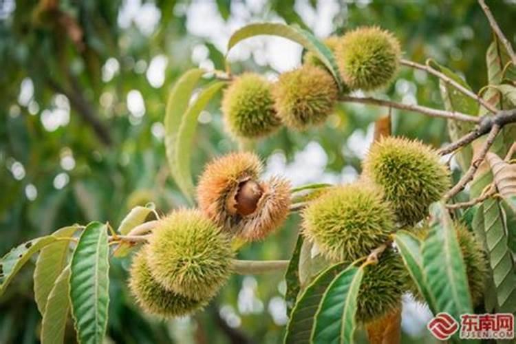 营养液可以给哪些花用