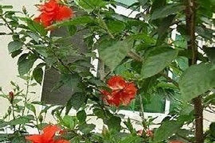 芸苔素浓度过高有哪些危害