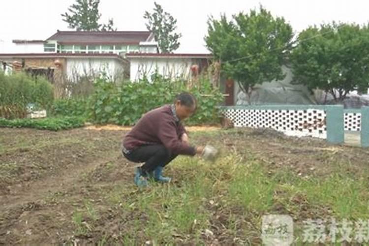 我刚从事于白菜种植产业,请问如何提高白菜的质量？