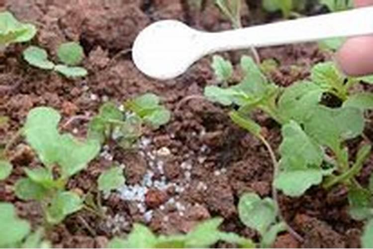 种植番茄磷肥严重超量施用,都会有哪些后果？