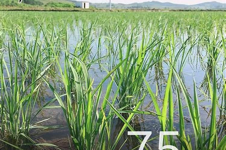 古代人夏天怎么制冰的？