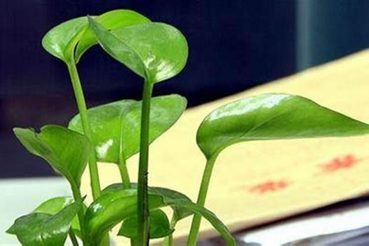 铁树是断子绝孙的树吗