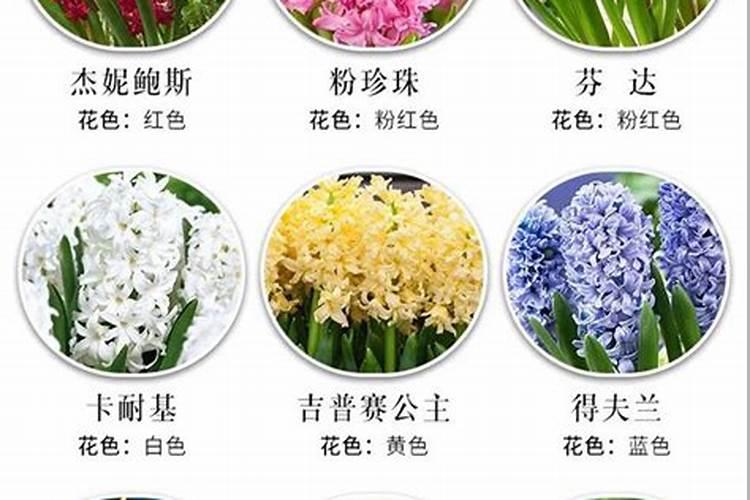 红掌,花长在叶子下