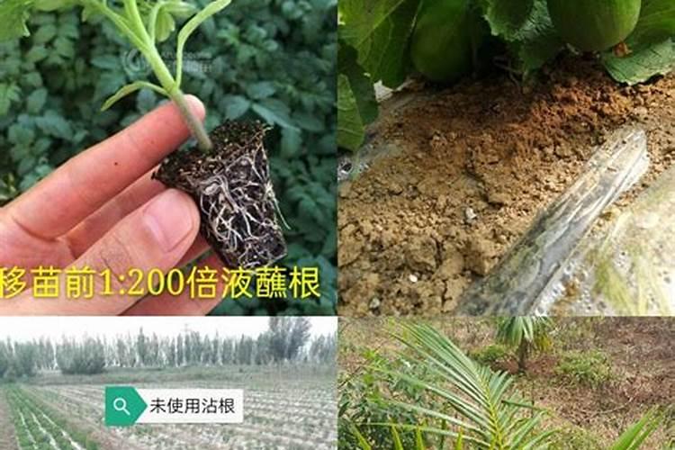 磷酸二氢钾正确的使用方法