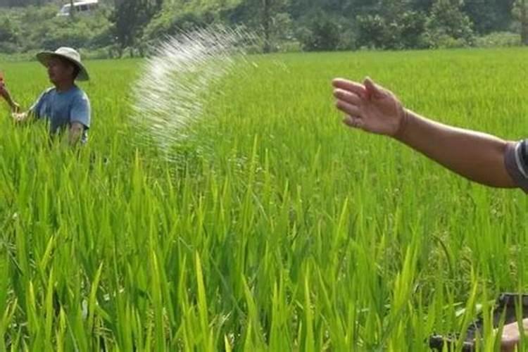 水稻钾肥什么时候施 水稻什么时候施钾肥