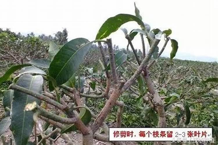 芒果树用什么肥料最好