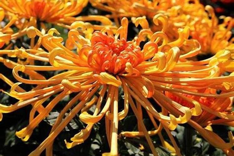 菊花开花期间怎么浇水和施肥