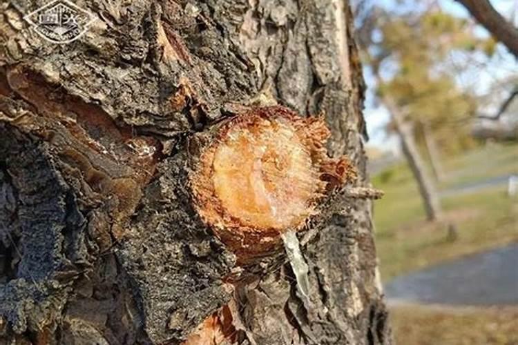 果树叶面肥如何喷施才能使肥效最大化？这里有详解