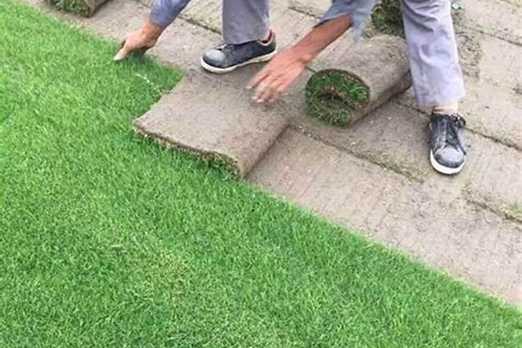 种植草坪前施啥肥肥料