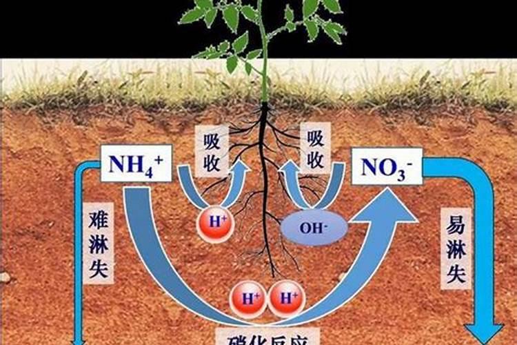 氮肥的作用有哪些