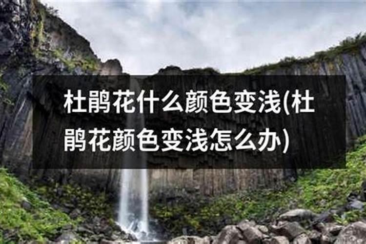 玛格丽特花颜色变淡是怎么了