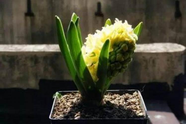 我的三角梅的花色变淡,有什么办法解决？