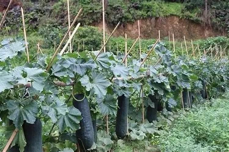水溶肥是什么肥料,水溶肥怎么用效果好,注意事项