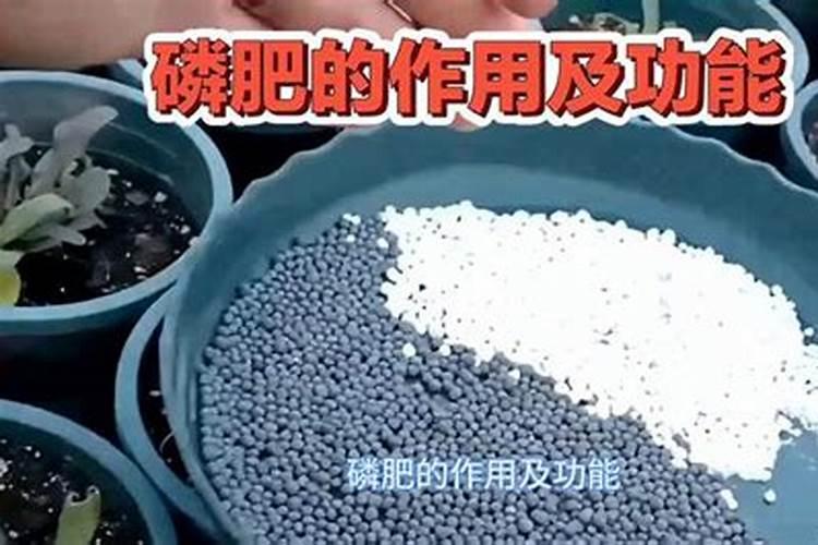 在养花时如何使用磷肥