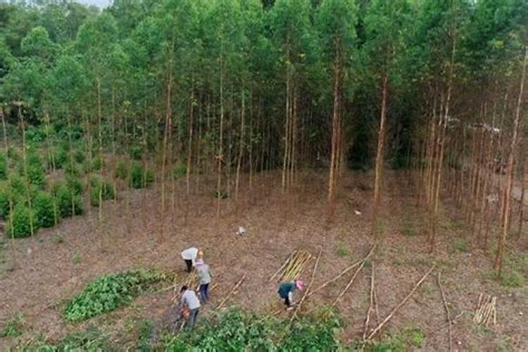 芸苔素稀释后能存放多长时间