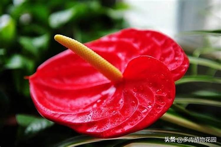 什么是磷肥 天然的磷钾肥有哪些