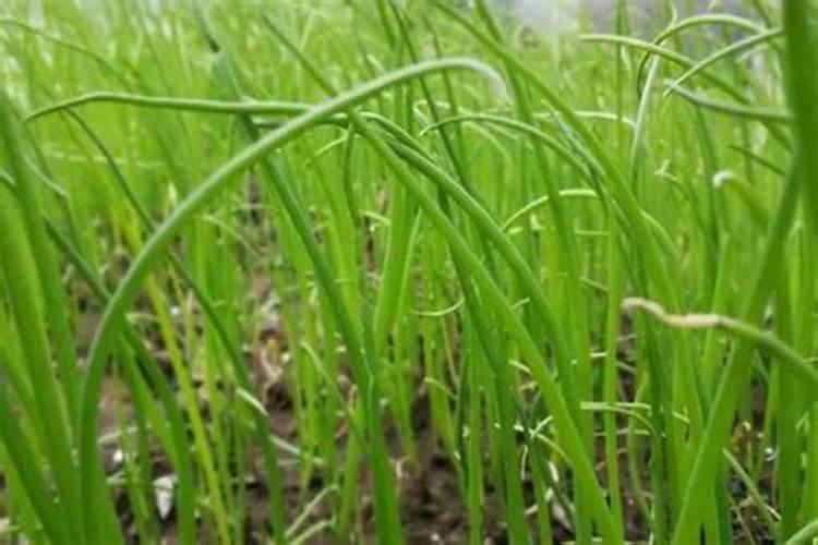 四季葱怎样施肥