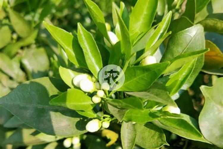 哪种肥料适合在柑橘开花时使用