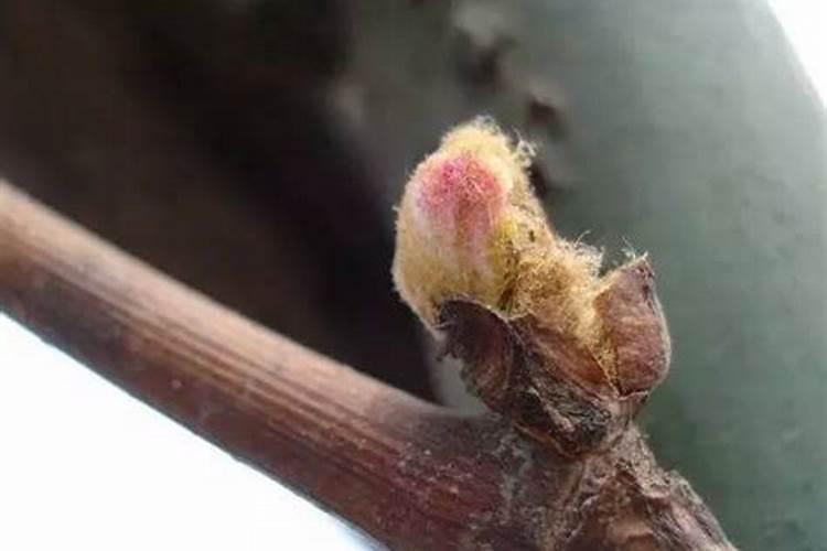 花卉叶面肥用什么好 花卉叶面肥浓度多少合适