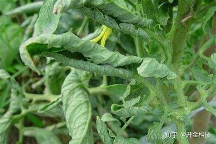 怎样用磷酸二氢钾给花施肥 磷酸二氢钾浇花比例怎样配